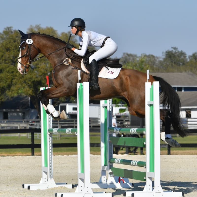 Arthramid for Horses, Longmont Vets