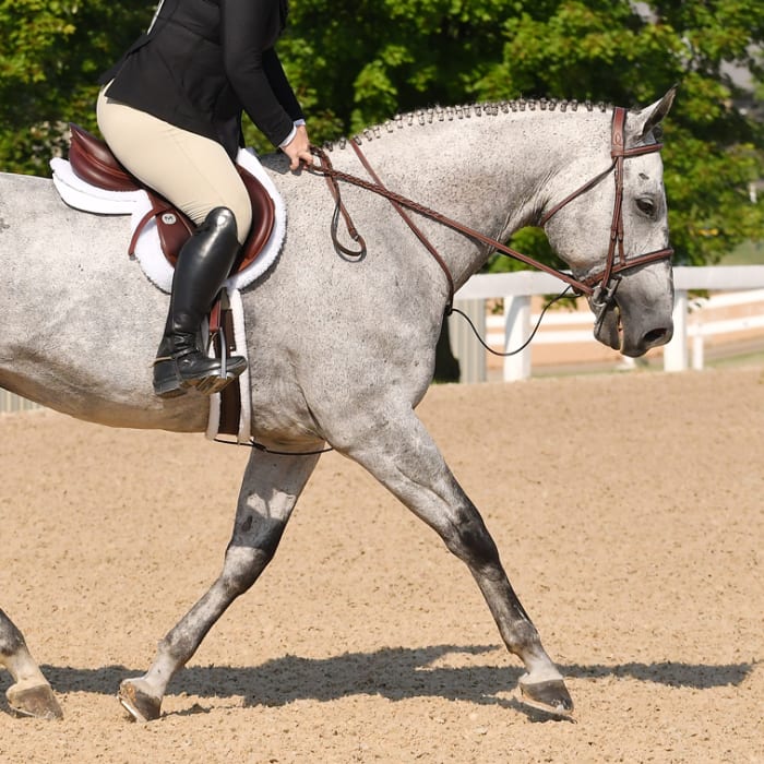 Arthramid for Horses, Longmont Vets