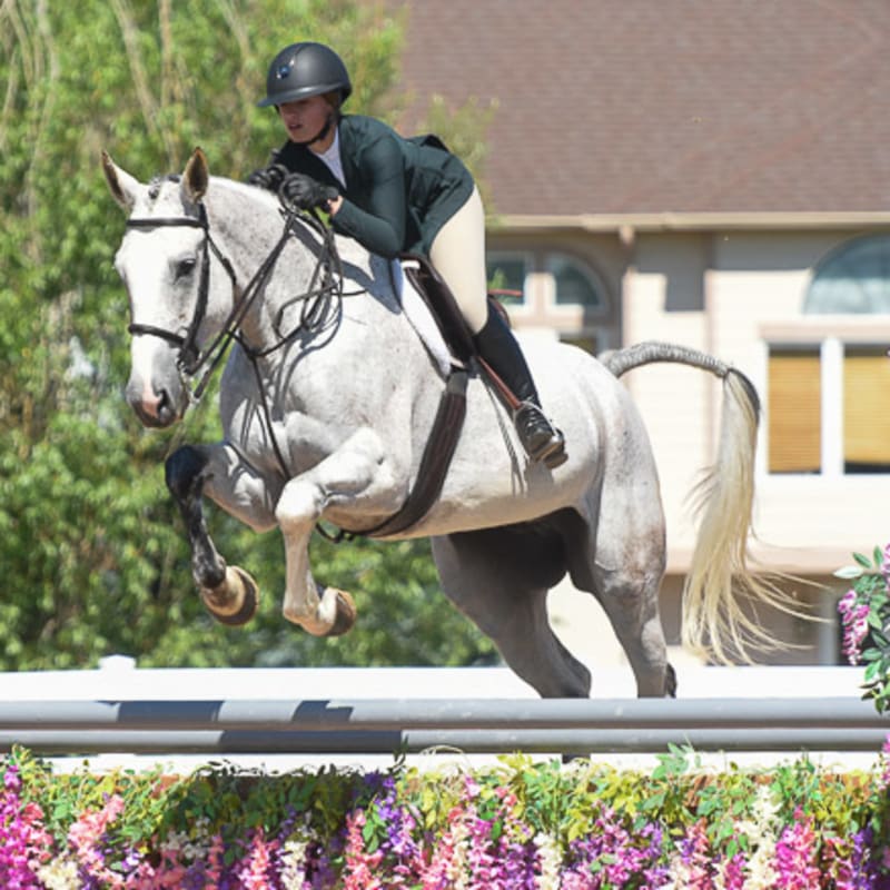 Arthramid for Horses, Longmont Vets