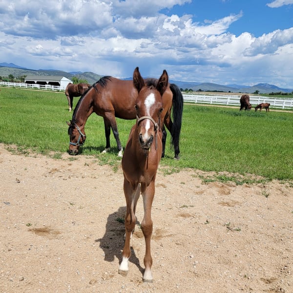 Equine breeding & reproduction, Longmont Vets