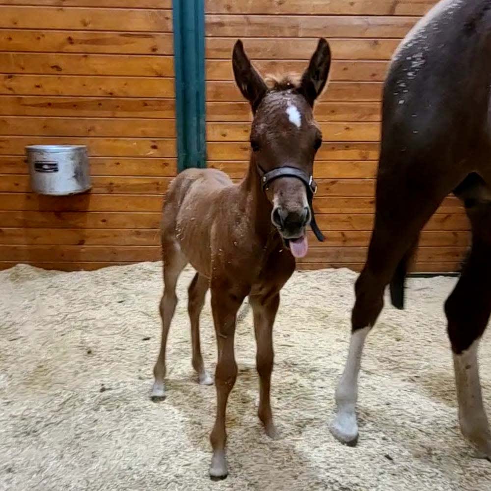 Breeding Services, Longmont Equine Veterinarians