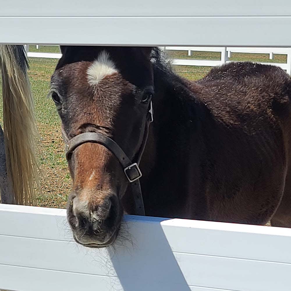 Breeding Services, Longmont Equine Veterinarians