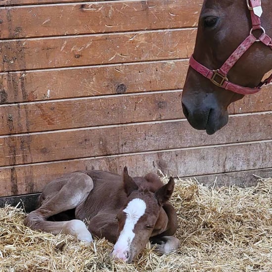 Breeding Services, Longmont Equine Veterinarians