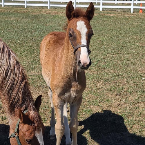 Breeding Services, Longmont Equine Veterinarians