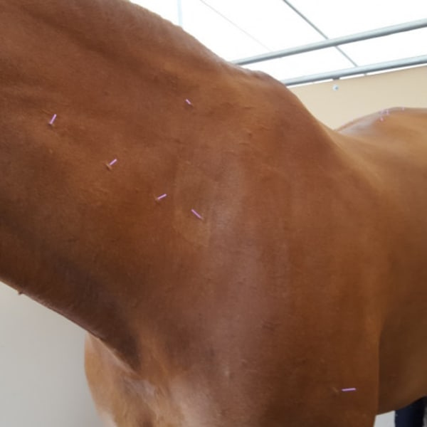 Equine Acupuncture, Longmont Vets