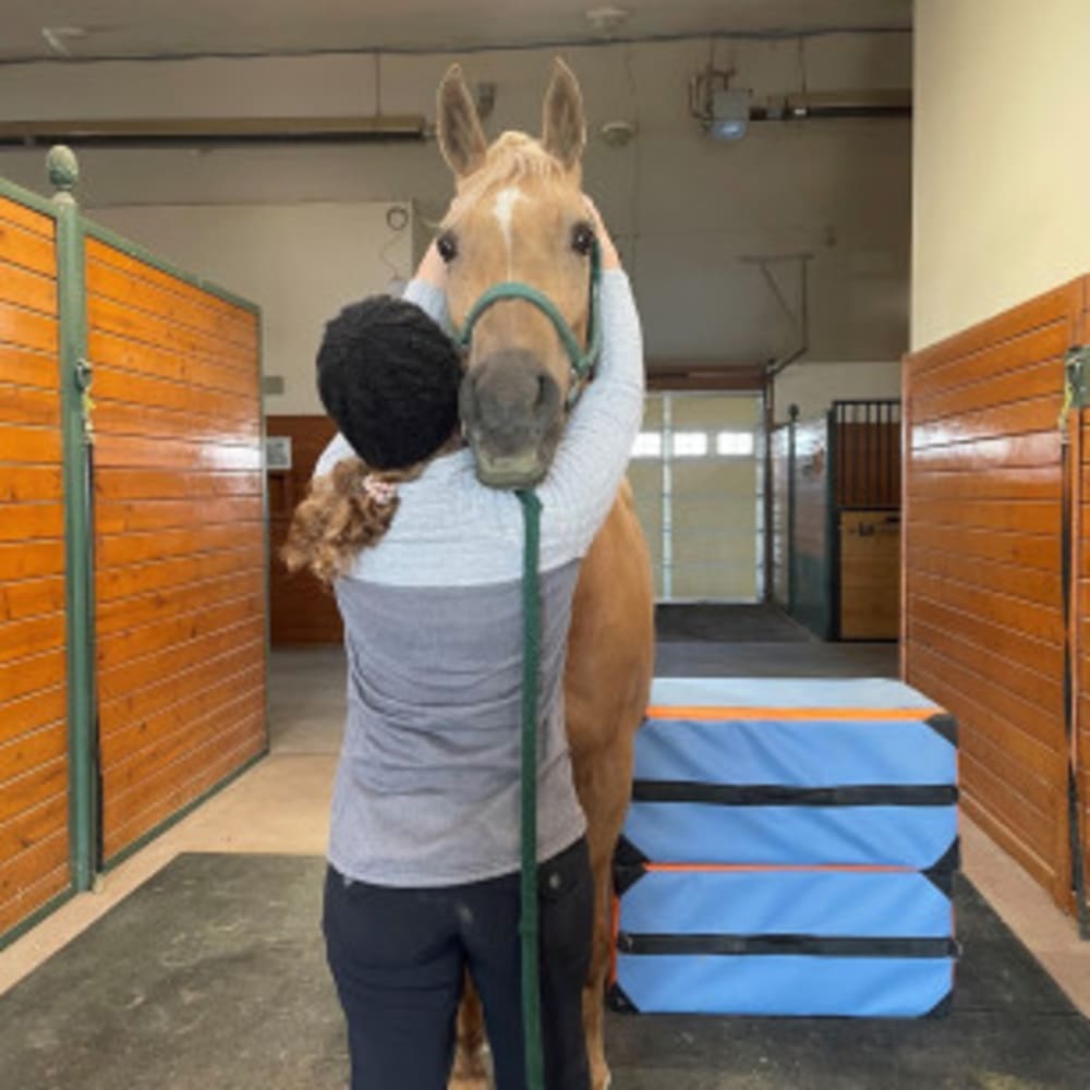 Equine Chiropractic Care, Longmont