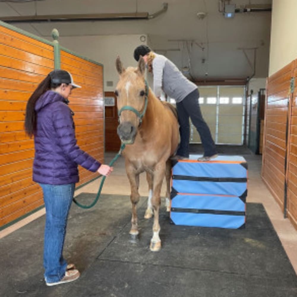 Equine Chiropractic Care, Longmont Vets