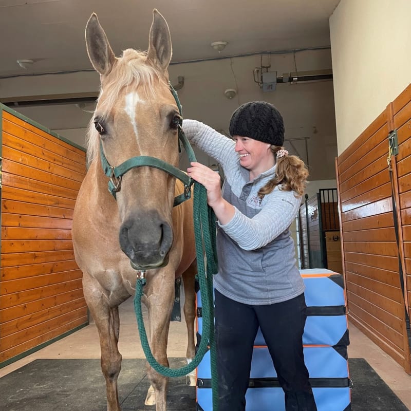 Equine Chiropractic Care & Acupuncture | Longmont Vets