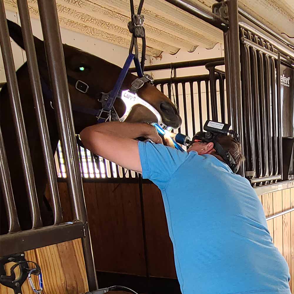 Equine Dental Care, Longmont Veterinarians