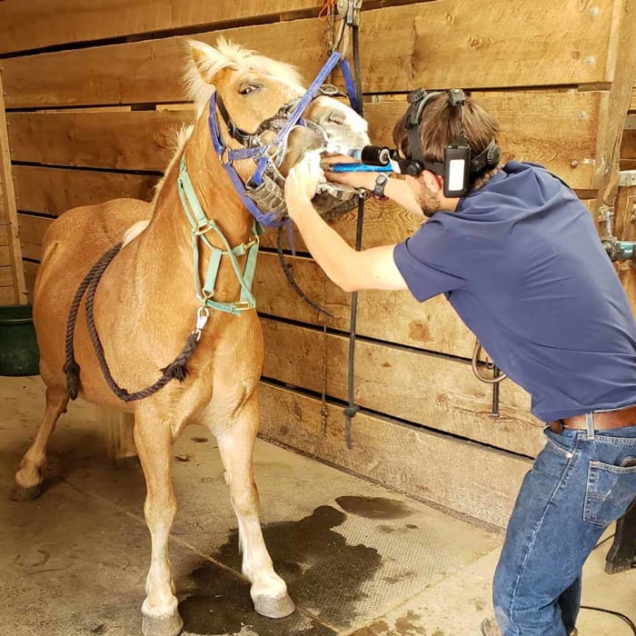 Equine Dental Care, Longmont Veterinarians