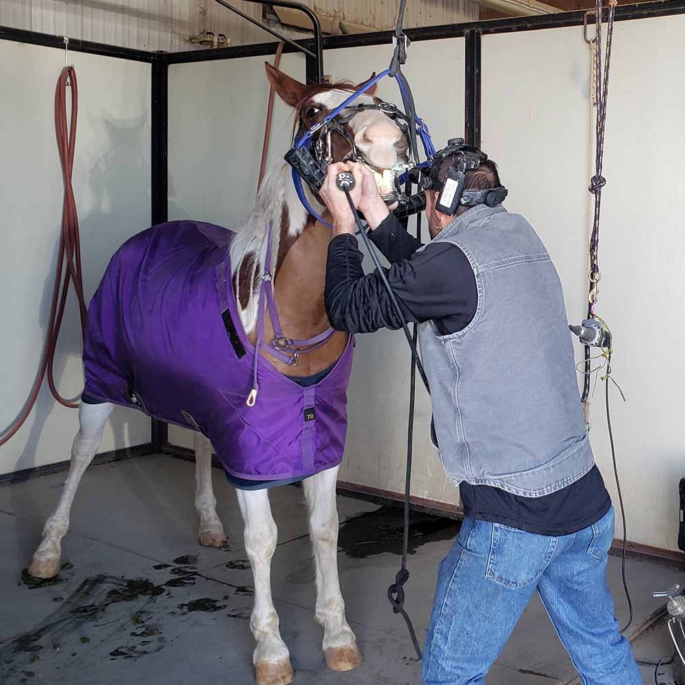 Equine Dental Care, Longmont Veterinarians