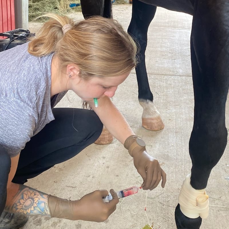 IRAP Injections For Horses, Longmont Veterinarians