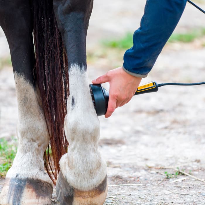 Equine Regenerative Laser Therapy | VetweRx Equine