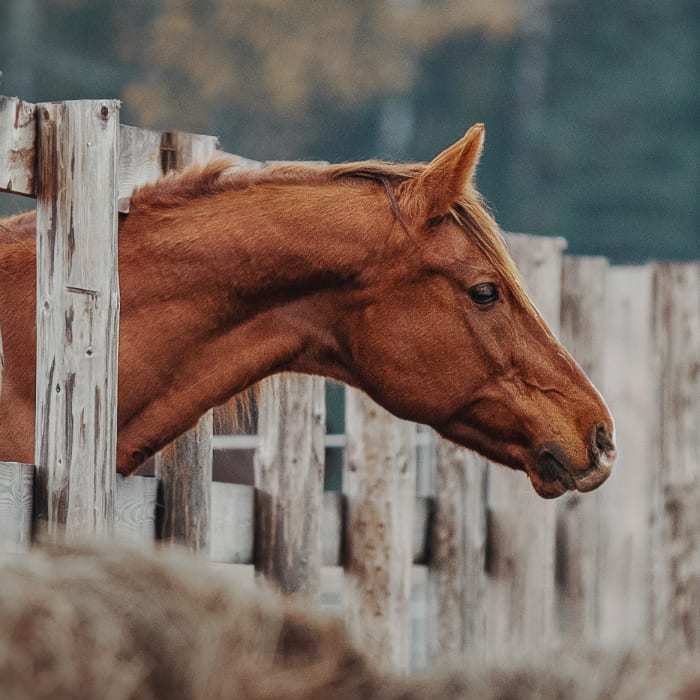 Equine Regenerative Laser Therapy | VetweRx Equine