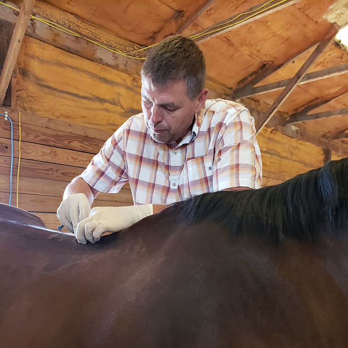 Equine Regenerative Laser Therapy | VetweRx Equine