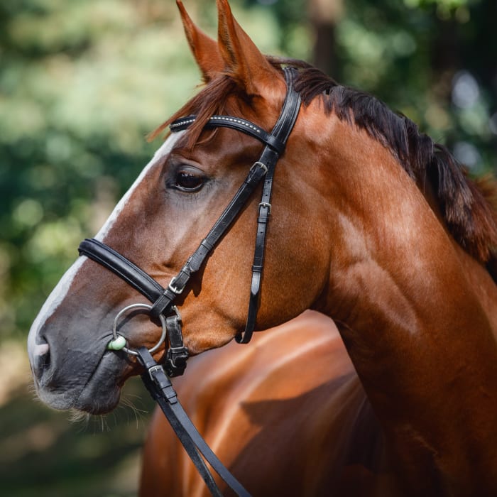 Equine Regenerative Laser Therapy | VetweRx Equine