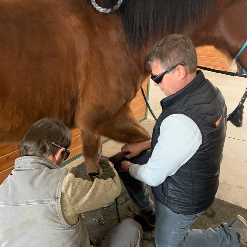 Equine Regenerative Laser Therapy | VetweRx Equine