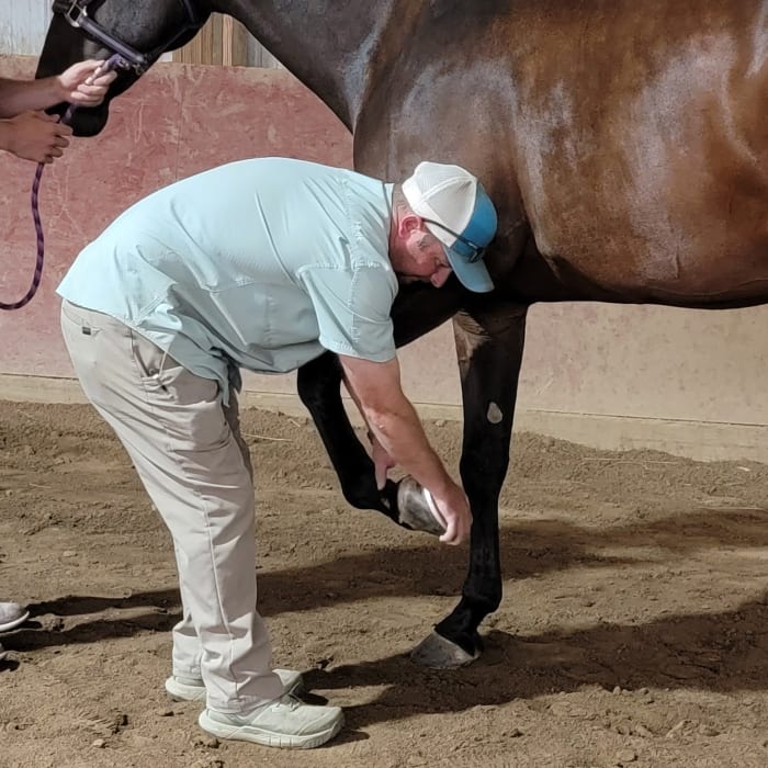 Noltrex for Horses, Longmont Vets