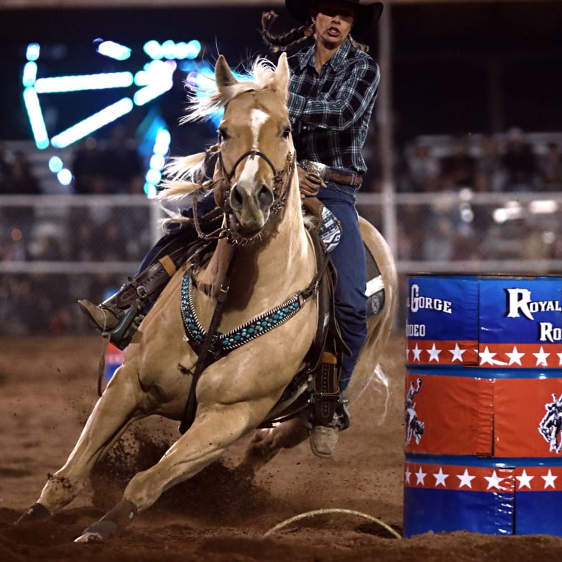 Noltrex for Horses, Longmont Vets