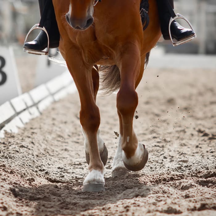 Equine Regenerative Therapy, Longmont Vets