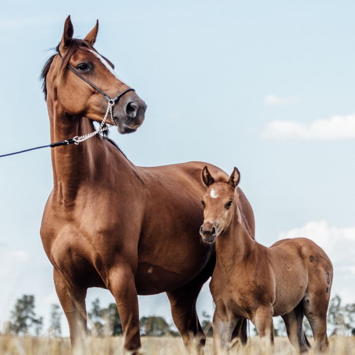 Equine Regenerative Therapy, Longmont Vets