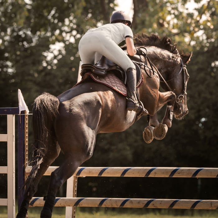 Equine Regenerative Therapy, Longmont Vets