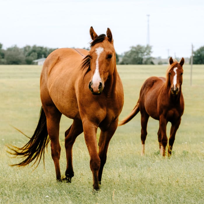 Equine Regenerative Therapy, Longmont Vets