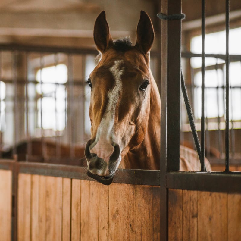 Equine Regenerative Therapy, Longmont Vets