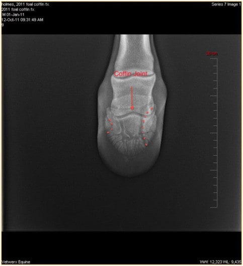 Coffin Fractures, Longmont Vet