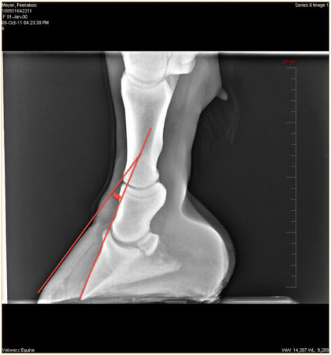 Laminitis, Longmont Vet