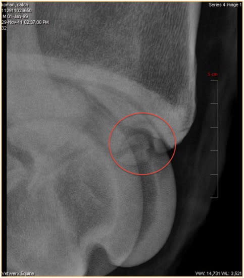 Osteochondritis dissecans, Longmont Vet