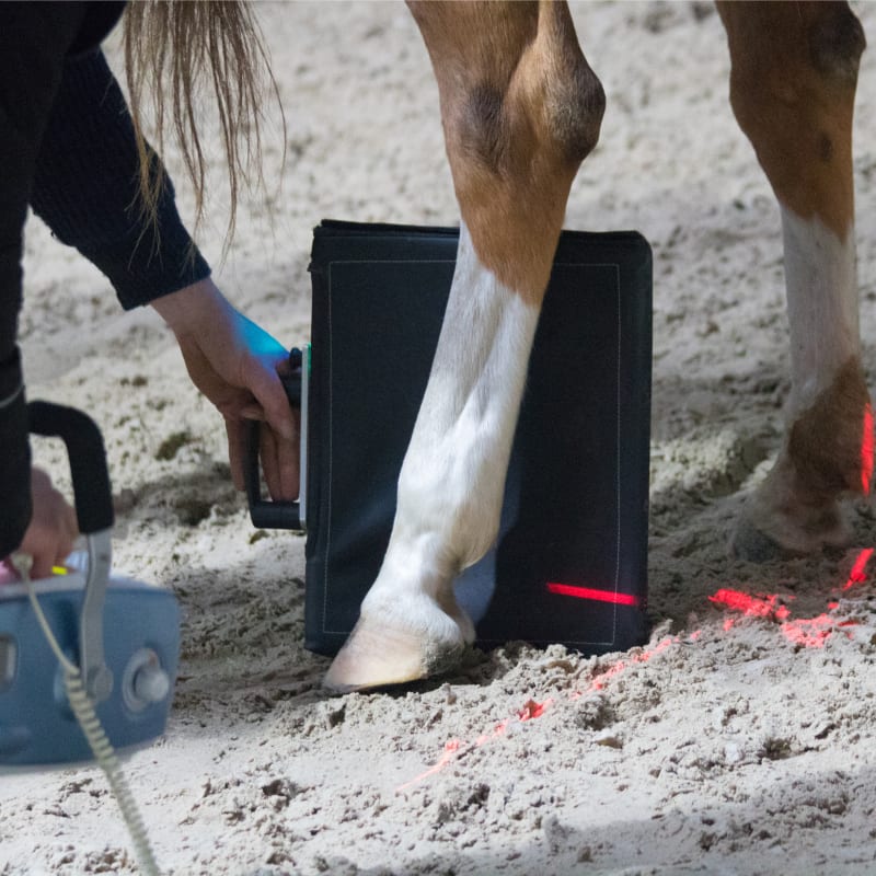 Equine Radiology, Longmont Vets