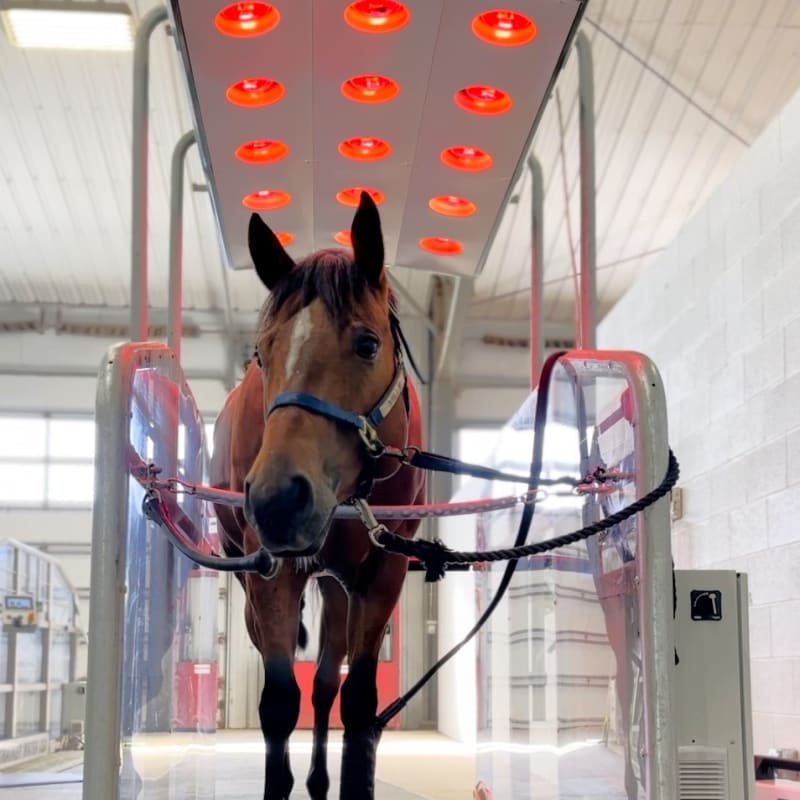 Equine Rehabilitation, Longmont Vets