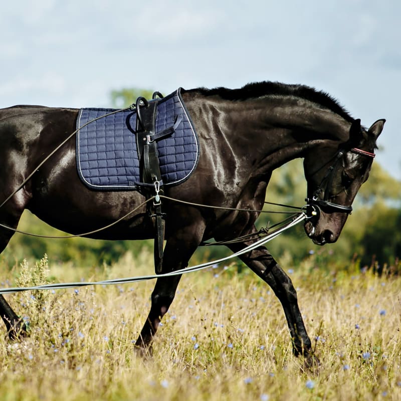 Equine Rehabilitation, Longmont Vets