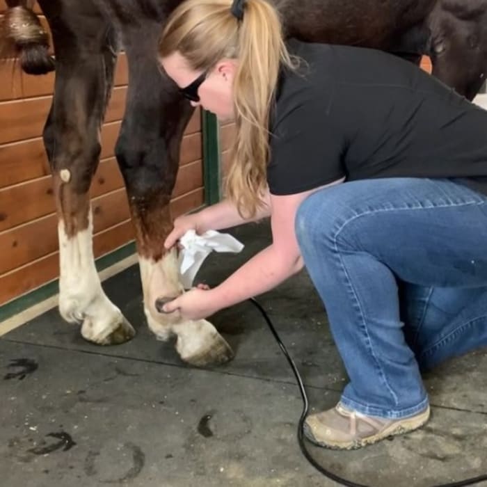 Equine Rehabilitation, Longmont Vets