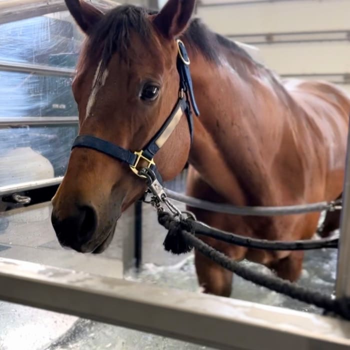 Equine Rehabilitation, Longmont Vets