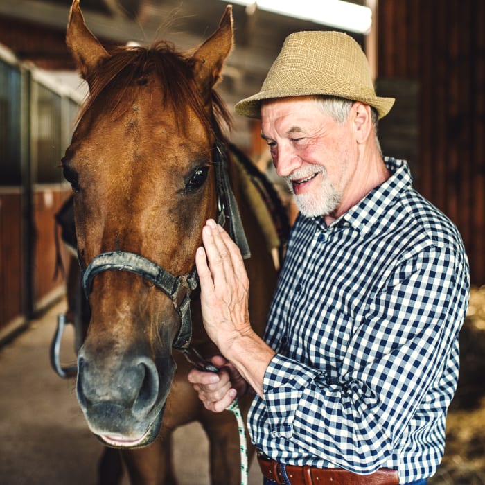 Equine Rehabilitation, Longmont Vets