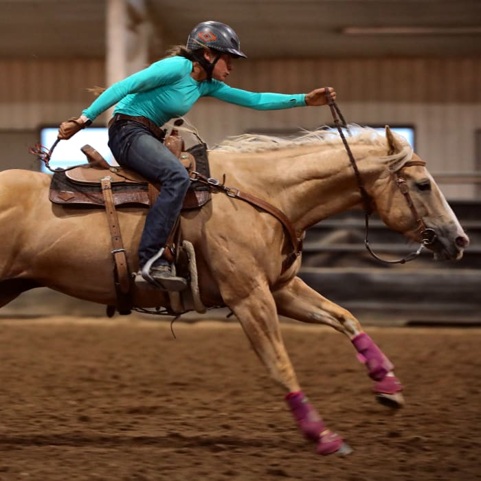 Renovo for Horses, Longmont Vets