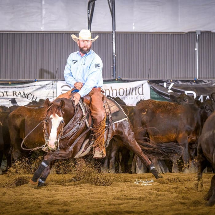 Renovo for Horses, Longmont Vets