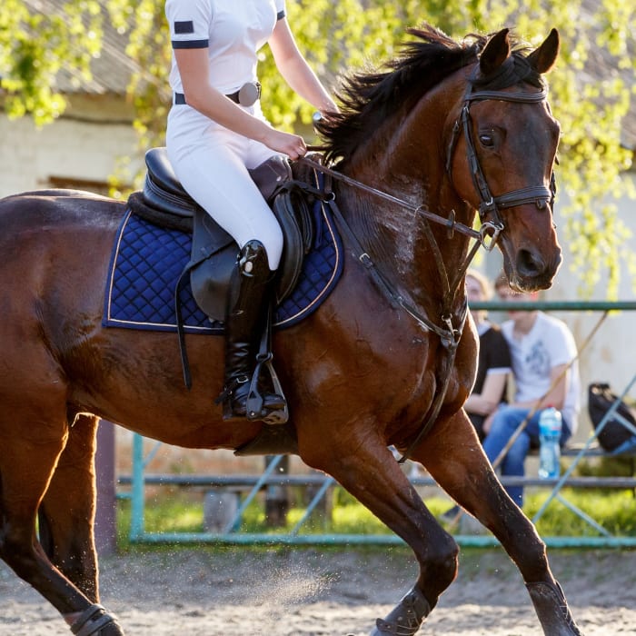 Renovo for Horses, Longmont Vets