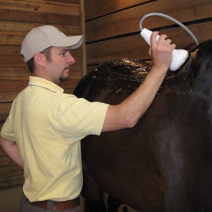 Equine Shockwave Therapy, Longmont Veterinarians