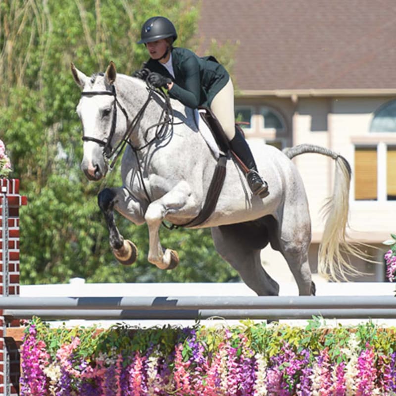 Equine Shockwave Therapy, Longmont Veterinarians