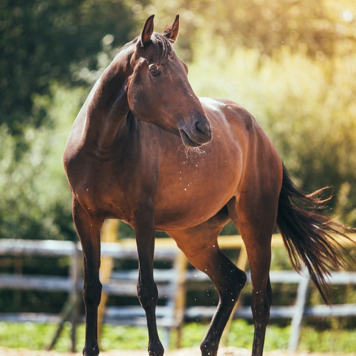 Equine Shockwave Therapy, Longmont Veterinarians