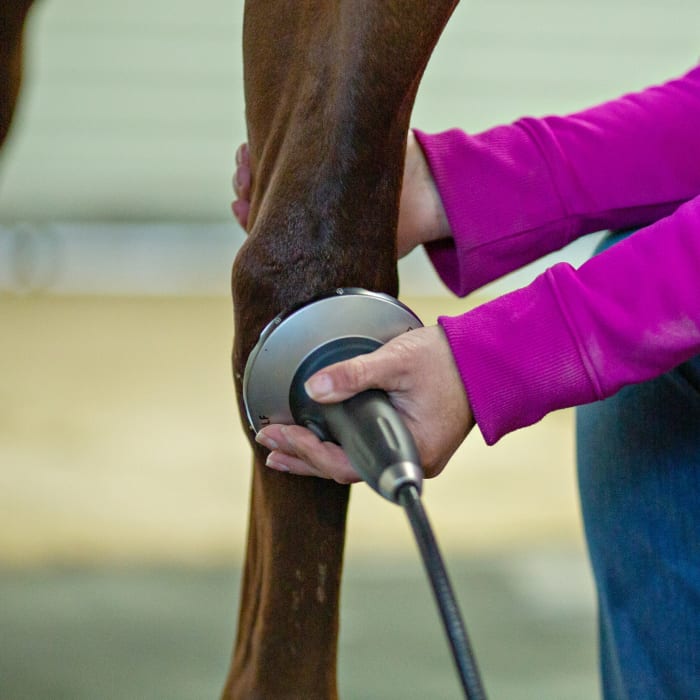 Equine Shockwave Therapy, Longmont Veterinarians