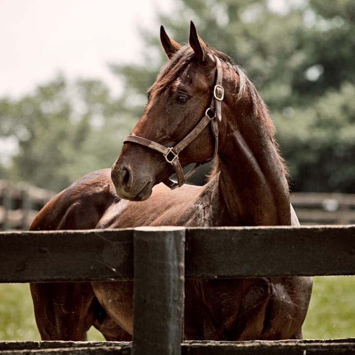 Equine Shockwave Therapy, Longmont Veterinarians