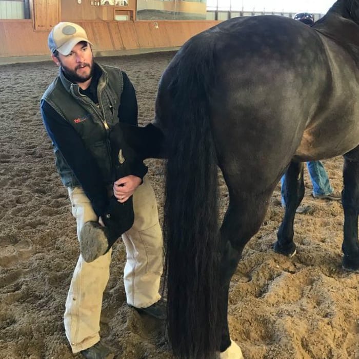 Equine Sports Medicine, Longmont Vets