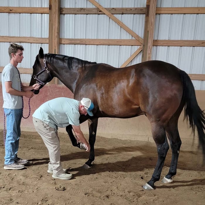 Equine Sports Medicine, Longmont Vets