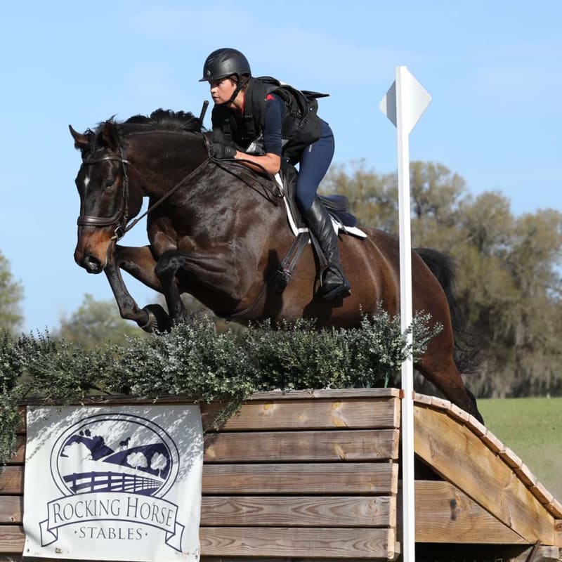 Equine Sports Medicine, Longmont Vets