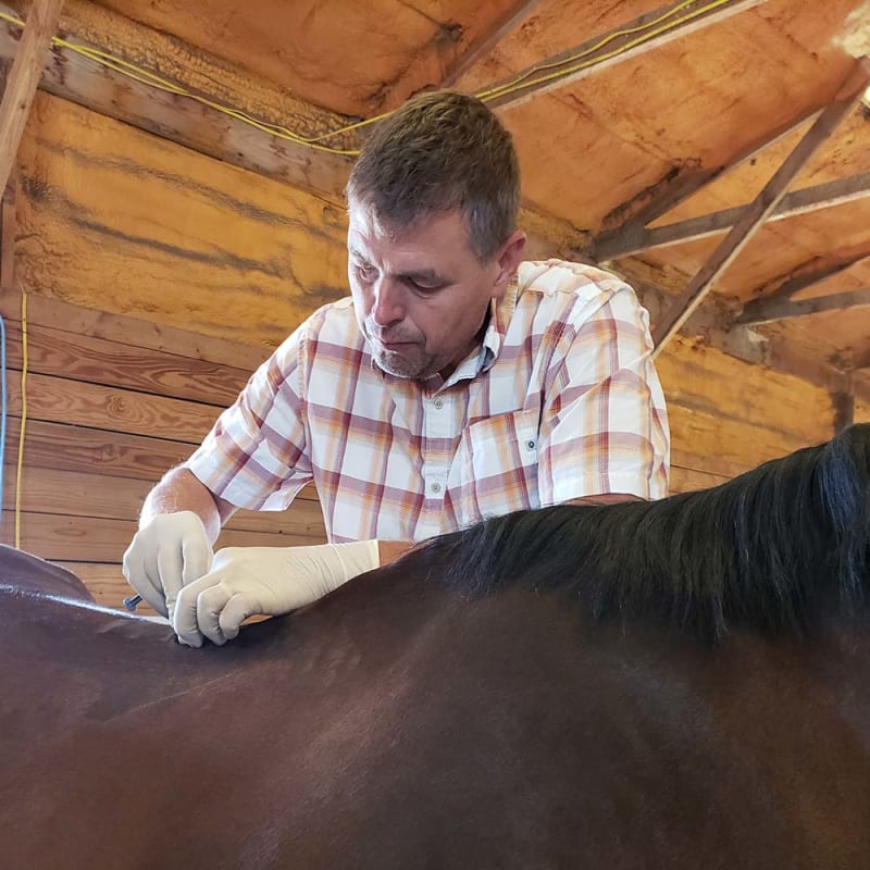 Equine Sports Medicine, Longmont Vets