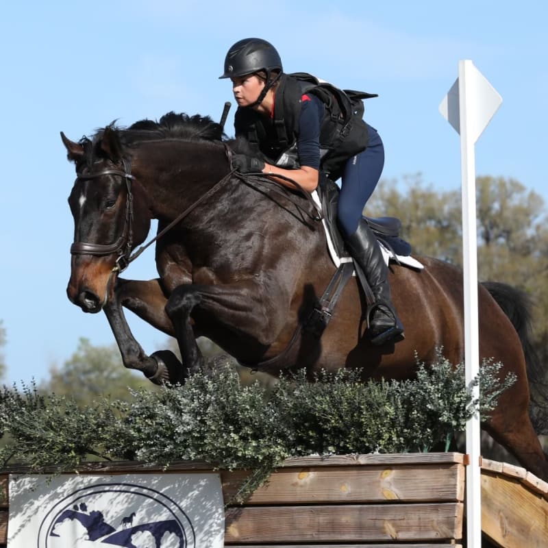 Spryng For Horses Longmont Vets